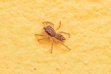 Small Gray Wall Jumping Spider
