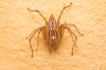 Female Striped Lynx Spider