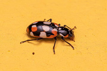 Adult Black-spotted Lady Beetle