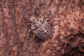 Stink bug Nymph