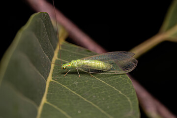 Adult Typical Green Lacewing