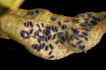 Citrus Black Fly Insects