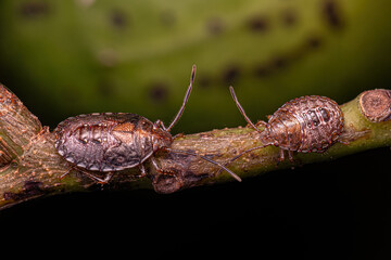 Stink bug Nymph