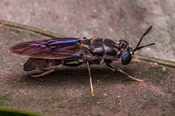 Black Soldier Fly