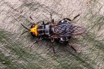 Adult Soldier Fly
