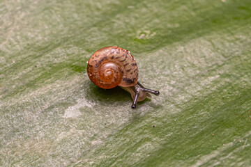 Asian Tramp Snail