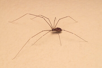 Adult Female Pale Daddy Longlegs Spider