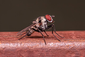 Adult Muscoid Fly