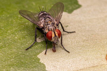 Adult Bristle Fly