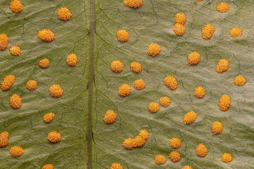 Sporangia on the leaves of a fern