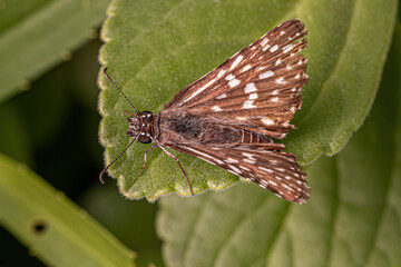 Adult Orcus Checkered-Skipper Moth