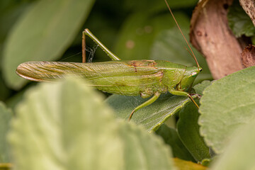 Adult Common Conehead