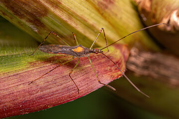 Adult Assassin Bug