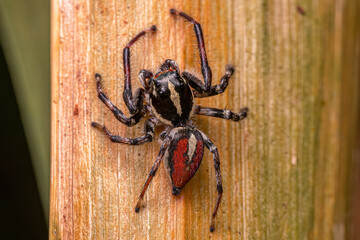 Adult Male Jumping Spider