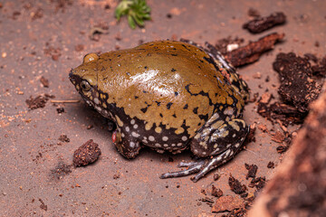Small Muller Termite Frog
