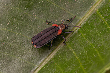 Adult Leaf Beetle