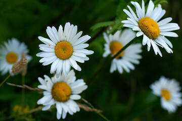 Fototapeta premium white daisies grow on the field