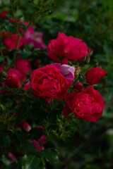 beautiful pink, red, orange roses are blooming.