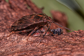 Stink bug protecting eggs