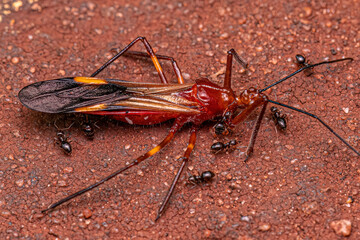 Adult Female Rover Ants preying on an adult Assassin Bug