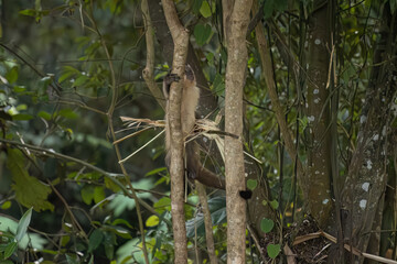Azara Capuchin Monkey Animal