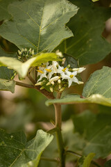 flowering plant commonly known as jurubeba a nightshade