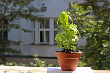 Basil in a pot on the window of an apartment in a city street