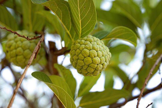 Sweetsop Green Fruit
