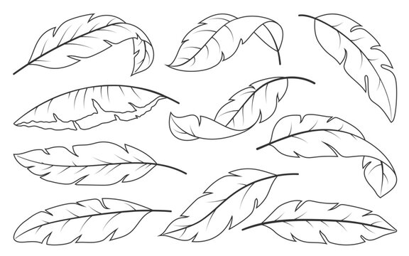 Tropical Leaves hand drawn set. Banana palm leaf in sketch graphic engraving doodle style. Linear abstract exotic branches isolated on white. Coloring book page of trendy botanical black line art
