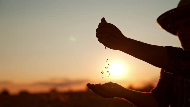 Hands of unrecognized man in a hat pouring grain from one hand to another. Farmer blows at corn to get rid of chaff. Sunset at backdrop.