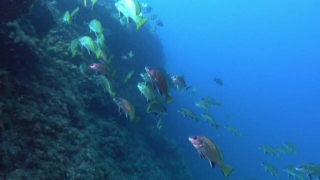 Scuba diving in Majorca - Brown meagre fish shoal