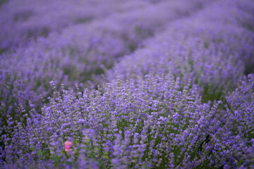Obraz na płótnie Canvas Closeup of lavender bush