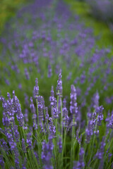 Closeup of lavender bush