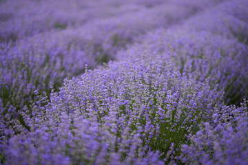 Fototapeta na wymiar Closeup of lavender bush