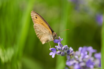 Butterfly on lavender