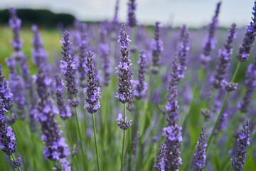 Closeup of lavender bush