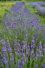 Obraz premium Closeup of lavender bush