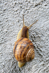 A snail crawls on a gray stone close-up top view.