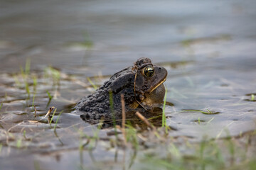 American Toad
