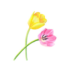 Composition of yellow and pink tulips isolated on transparent background. Watercolor illustration hand drawn.