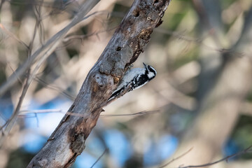 Downy Woodpecker-1