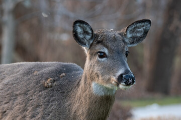White Tailed Deer UTM-1