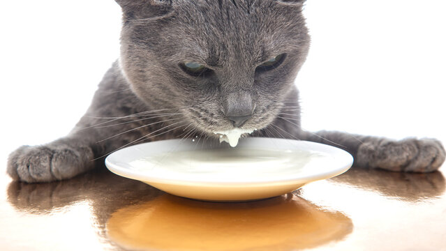 gray cat drinks fresh milk from a white plate. homemade breakfast concept with favorite animal
