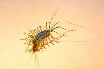The Flycatcher scolopendra. Centipede flycatcher, insect predator Scutigera coleoptrata