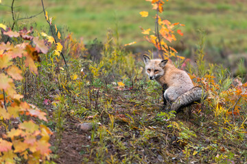 Red Fox (Vulpes vulpes) Squats to Defecate on Island Autumn