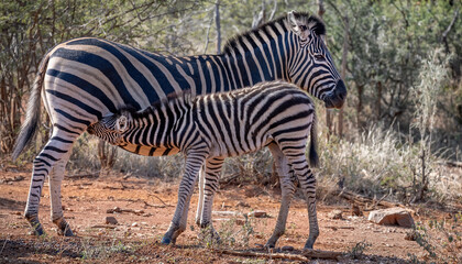 Fototapeta na wymiar A mother zebra feeding its baby