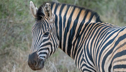 Fototapeta na wymiar A young zebra turning its head to look back