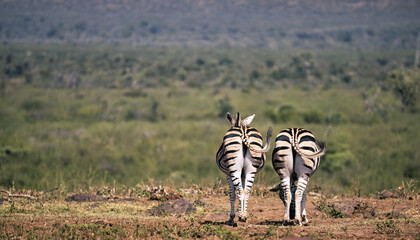 Two zebra tails swishing in sync with each other