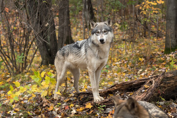 Grey Wolf (Canis lupus) Watches Another Wolf Walk By Autumn