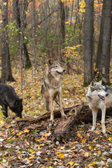 Three Grey Wolves (Canis lupus) Stand Together in Forest Autumn